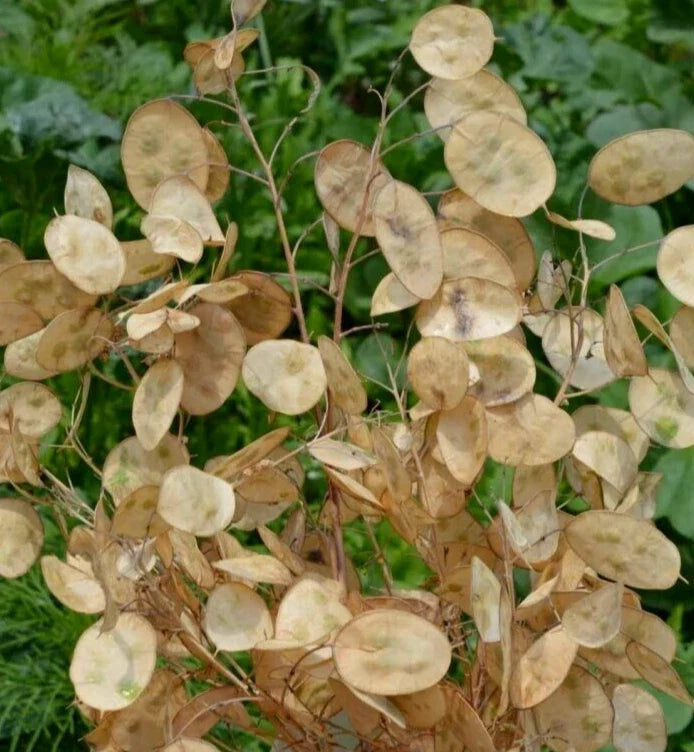 Money Plant Seeds 100+ Lunaria Biennis Wildflower Seeds for Borders & Cottage Gardens