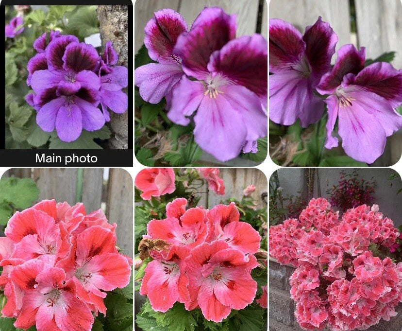 Rare Geranium Plants - 8 to 10 Inch Tall in 3” Pots - Pelargonium spp.
