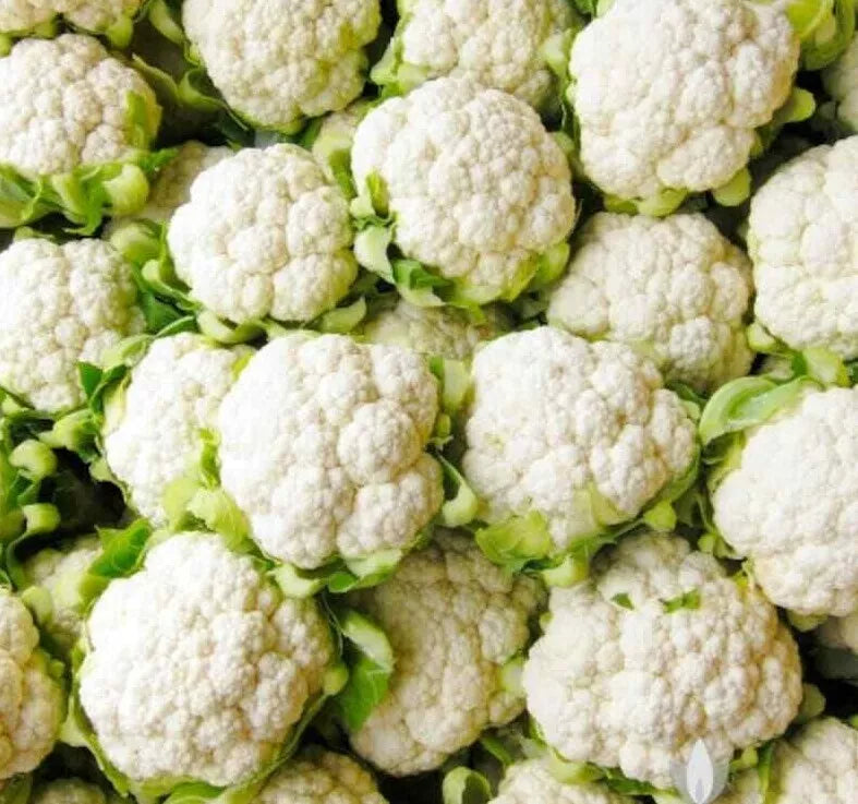 Cauliflower Seeds Snowball Y Improved Non-GMO Vegetable Garden Seeds Brassica oleracea USA