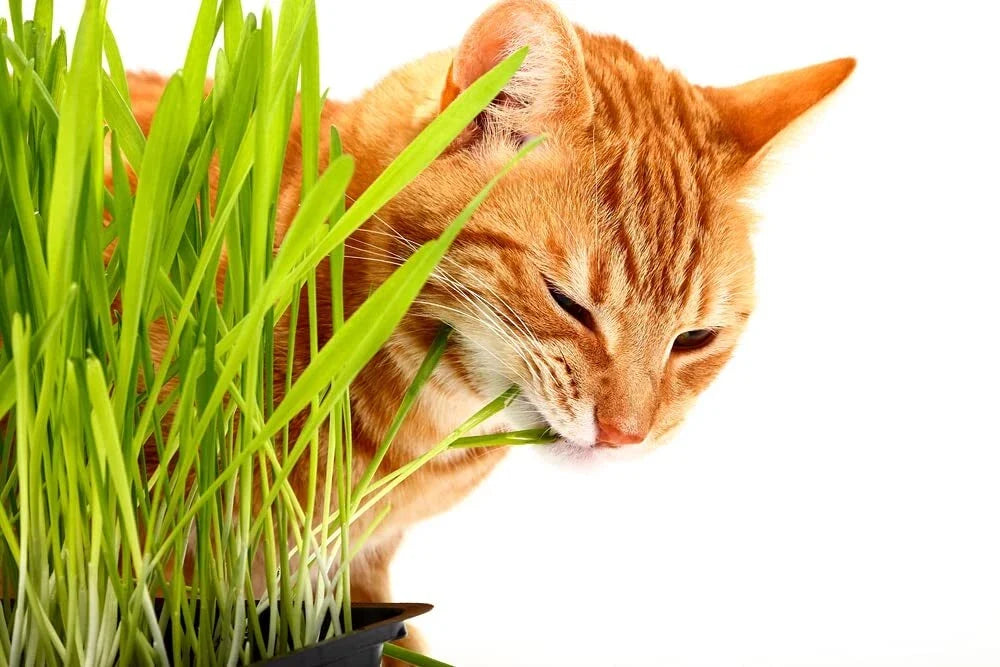 Cat Grass Seeds - 1,000 Seeds for Indoor Growing - Nutritious Avena sativa for Cats