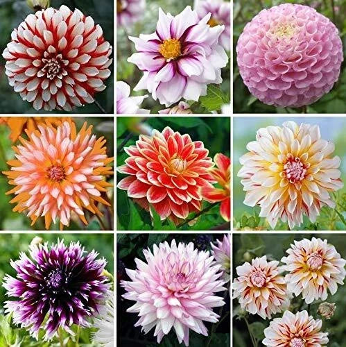Exotic Mix Dahlia Flower Seeds, 200+ Seeds, Colorful Varieties, Garden & Cut Flowers, Dahlia pinnata, USA Grown