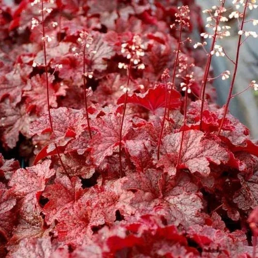 Heuchera Coral Bells Plant 4" Pot Forever Red Deep Red Foliage Perennial Heuchera sanguinea
