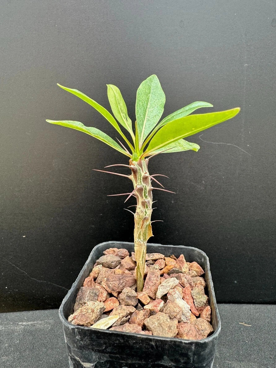 Ocotillo Plant 4" Bare Root - Rare Succulent Fouquieria macdougalii for Garden or Indoor Use