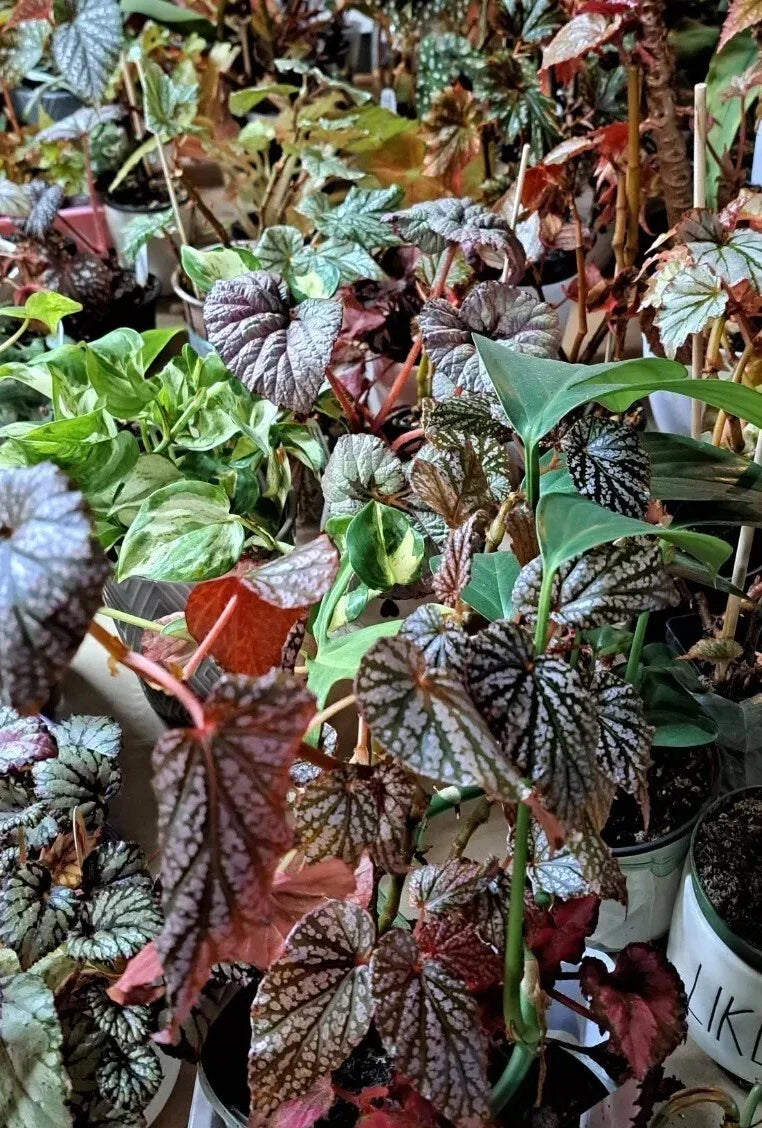 Mystery House Plant Cuttings Bouquet - Assorted Basic to Rare Indoor Plants for Propagation