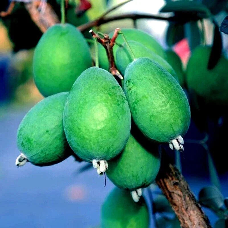 Pineapple Guava Tree Seeds - 20 Pack - Feijoa sellowiana - Tropical Fruit Plant for Garden, Landscaping