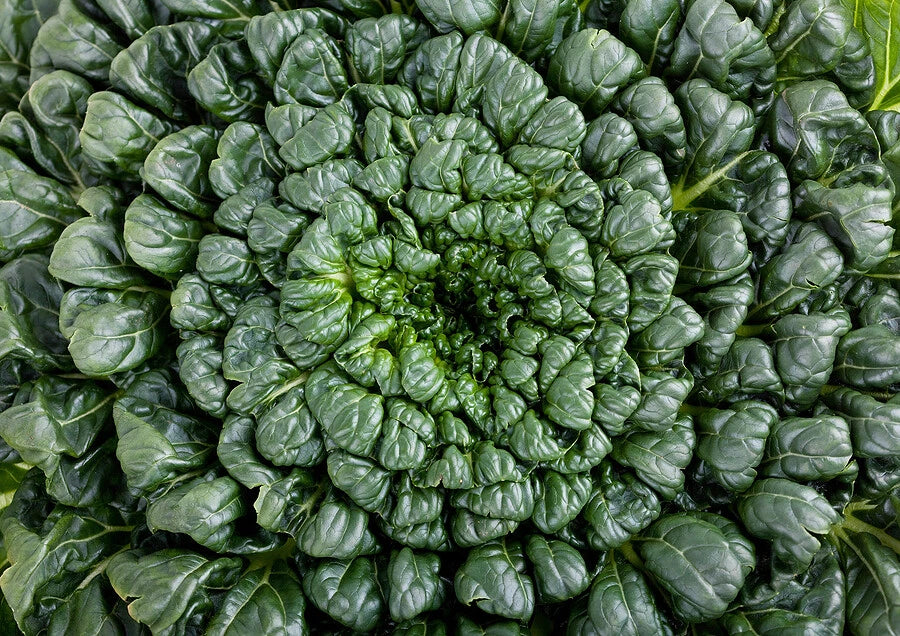 Tatsoi Seeds 200-4000 Pack | Asian Mustard Green Brassica rapa subsp. nipposinica