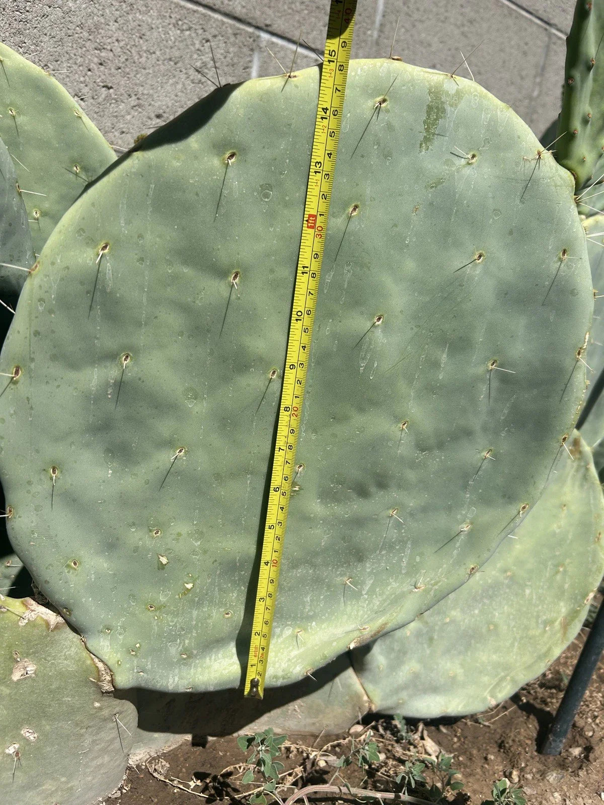 Prickly Pear Cactus Seeds 10pk Opuntia Robusta Hardy Succulent for Xeriscaping & Container Gardening