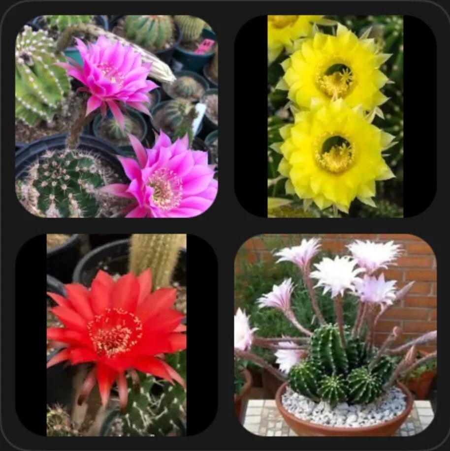 Echinopsis oxygona Easter Lily Pups - 1" Rooted Succulent Plants in Assorted Colors