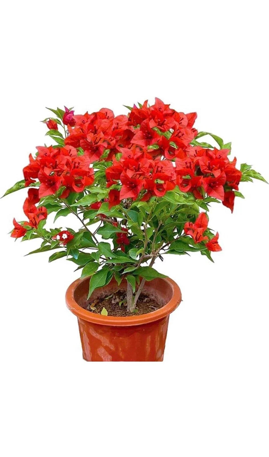 Jamaican Red Bougainvillea Starter Plant - Well Rooted Plug - Bougainvillea glabra - Vibrant Red Bracts, Climbing Vine
