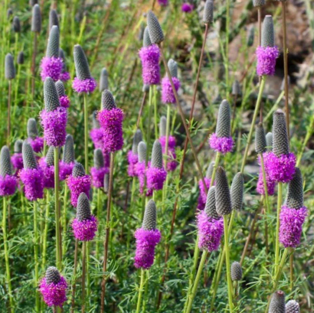 Purple Prairie Clover Seeds - Native Wildflower, Perennial, Dalea purpurea, attracts pollinators, native to USA, easy to grow, free shipping