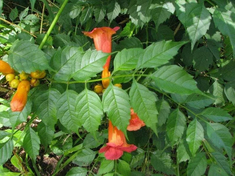 Orange Trumpet Creeper Live Plants, Campsis radicans Starter Vines for Hummingbird & Butterfly Attraction