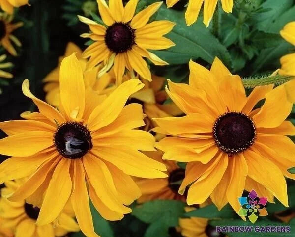 Marmalade Rudbeckia Seeds - 200+ Pack for Garden Planting - Rudbeckia hirta - Bright Orange-Yellow Blooms