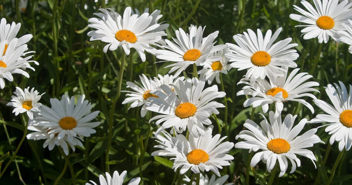 Roman Chamomile Seeds - 1000+ Perennial Medicinal Herb Groundcover - Chamaemelum nobile