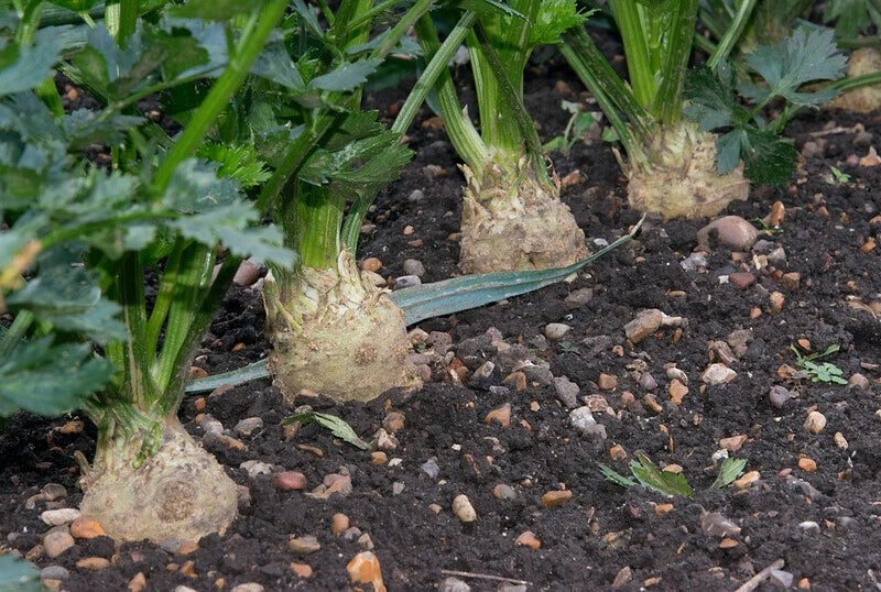 Celeriac Seeds 1500 Pack - Giant Prague Non-GMO Celery Root Seeds from USA Seller