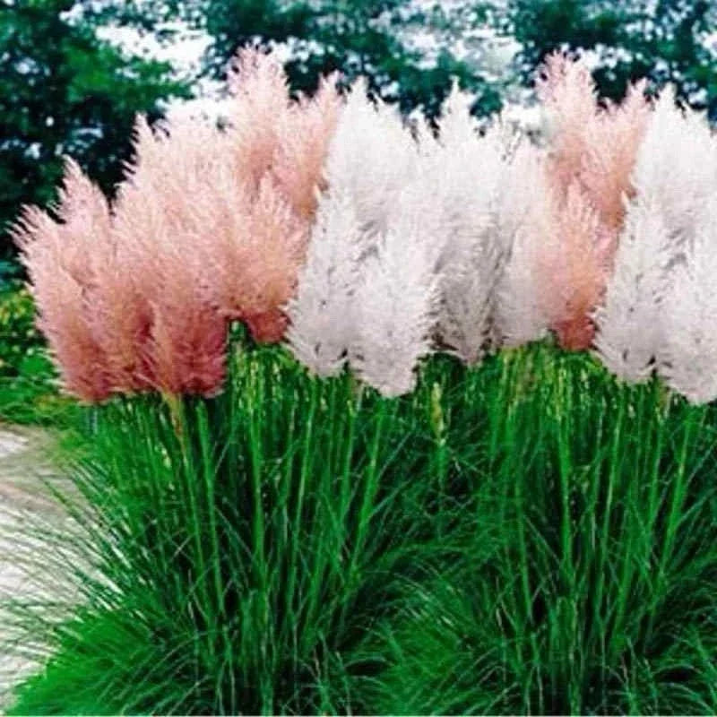 Pampas Grass Seeds Mix - 25 Perennial Ornamental Seeds | Cortaderia selloana | USA Seller