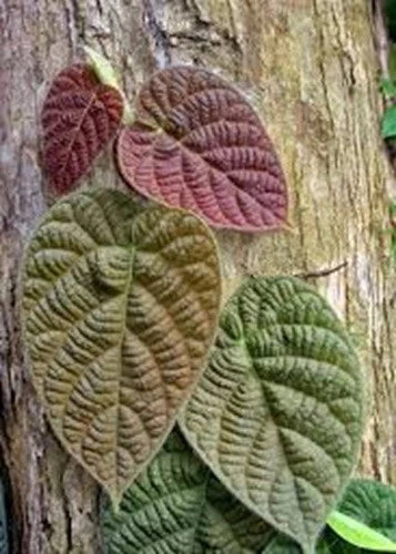 Ficus Villosa Cuttings - 3 Fresh Tropical Houseplant Cuttings with Free Shipping