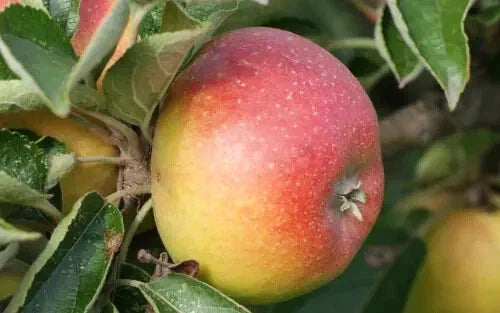 Court Pendu Plat Apple Seeds – 25+ Heirloom Malus domestica for Garden Planting, Fruit Trees, Home Orchard, USA Shipping