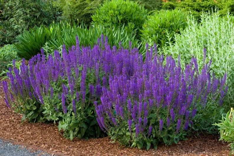 Live Starter Plant - Salvia nemorosa 'Caradonna' - Meadow Sage - Perennial Herb for Gardens