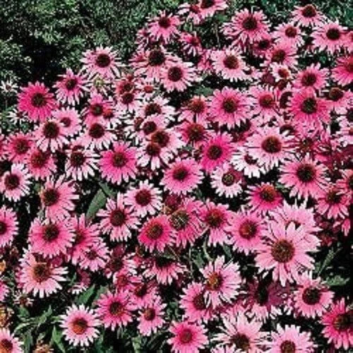 Purple Bravado Coneflower Seeds - Echinacea purpurea Perennial Flower Seeds for Garden Planting, Drought-Tolerant, Full Sun, 50 Pack