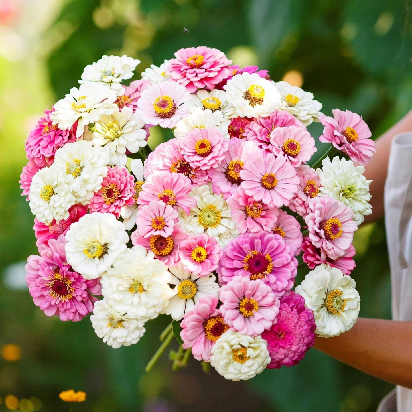 Zinnia Seeds Mix - 100+ Flower Seeds for Garden - Zinnia elegans - Vibrant Color & Attract Pollinators