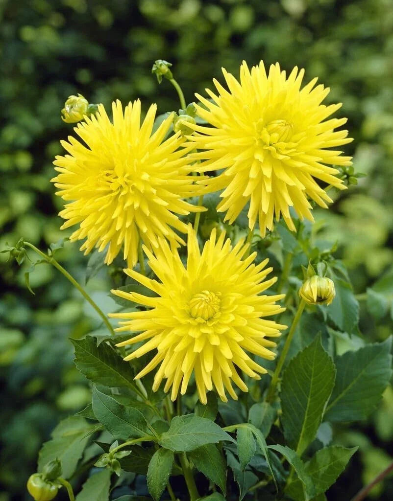 Yellow Cactus Dahlia Tubers - 3 Large Tubers for Planting | Dahlia variabilis
