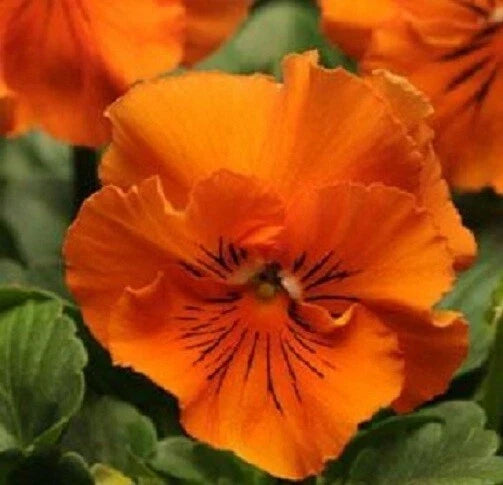 Pansy Seeds - 50 Frizzle Sizzle Orange Viola wittrockiana Flower Seeds for Garden, Containers, Borders