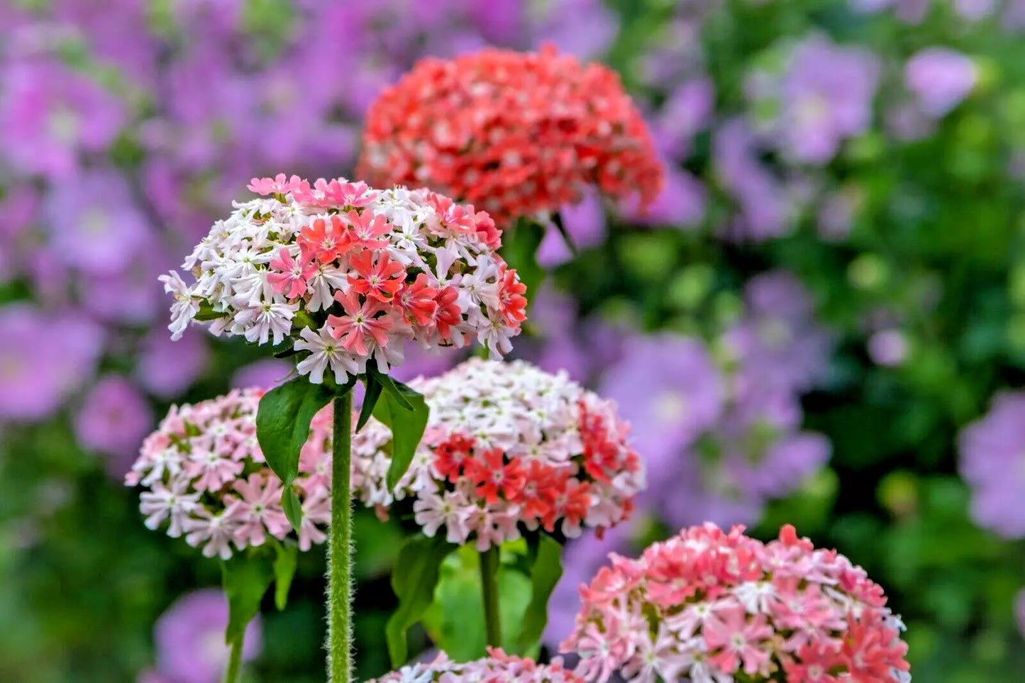 Pink and White Maltese Cross Seeds - Lychnis chalcedonica - Rare Color, 100 Seeds for Borders & Gardens