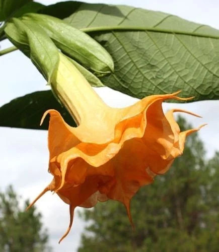 Orange Angel Trumpet Seeds – 10 Fragrant Brugmansia arborea Flower Seeds for Garden, Container, Pollinator Attraction
