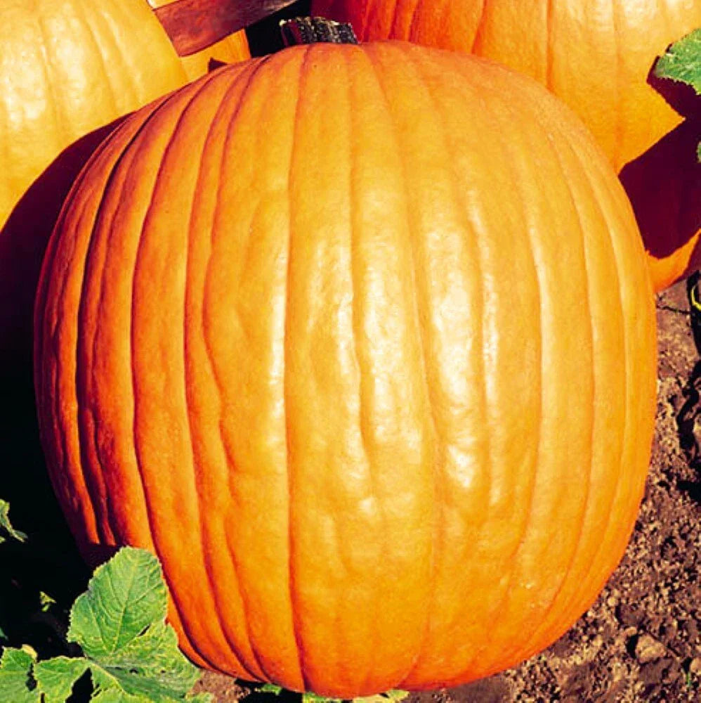 Howden Pumpkin Seeds | NON-GMO Heirloom Seeds | Cucurbita pepo