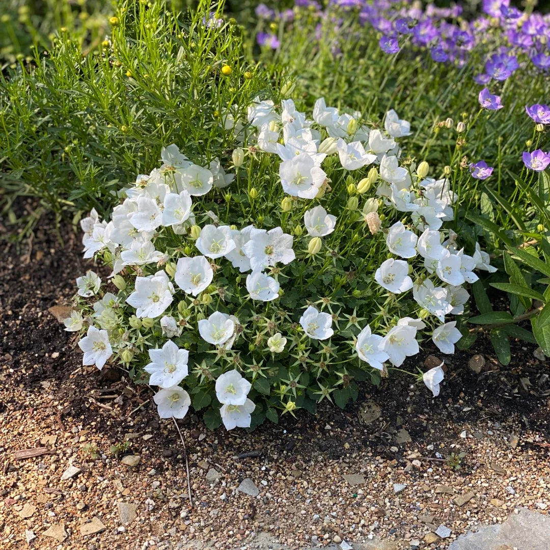 Campanula Bellflower Pearl White Live Plant 2" Pot Perennial