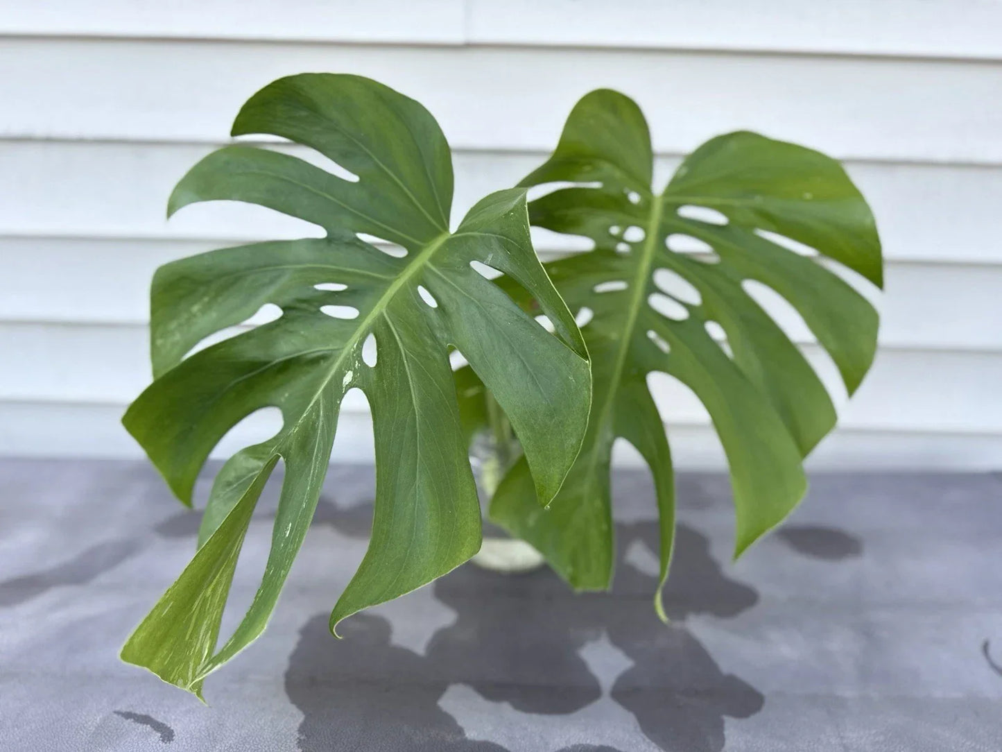 Monstera Albo Borsigiana Cutting - Rare Low Variegation Indoor Houseplant