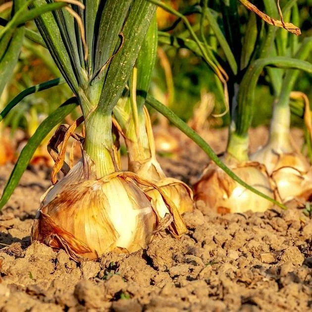Onion Seeds 200+ Texas Early Grano 502 Yellow Heirloom Allium cepa Vegetable Seeds Non-GMO