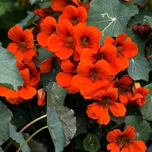 Nasturtium Seeds - Empress of India Red Vine - Edible, Hummingbird Attracting, Non-GMO, 20 Seeds, Tropaeolum majus