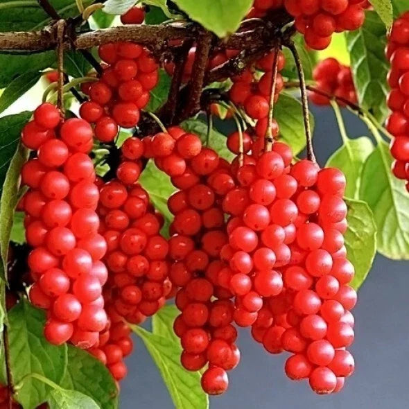 Self-Pollinating Schisandra Chinensis Cuttings - Limonnik Wu Wei Zi Magnolia Vine for Garden or Home, 20 Plant Cuttings