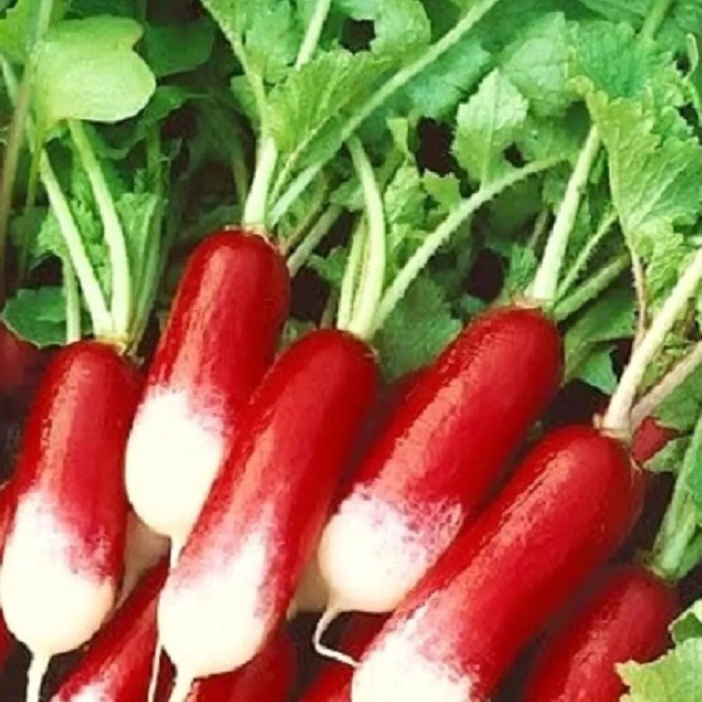 French Breakfast Radish Seeds | Heirloom Non-GMO Vegetable Garden Seeds | Raphanus sativus