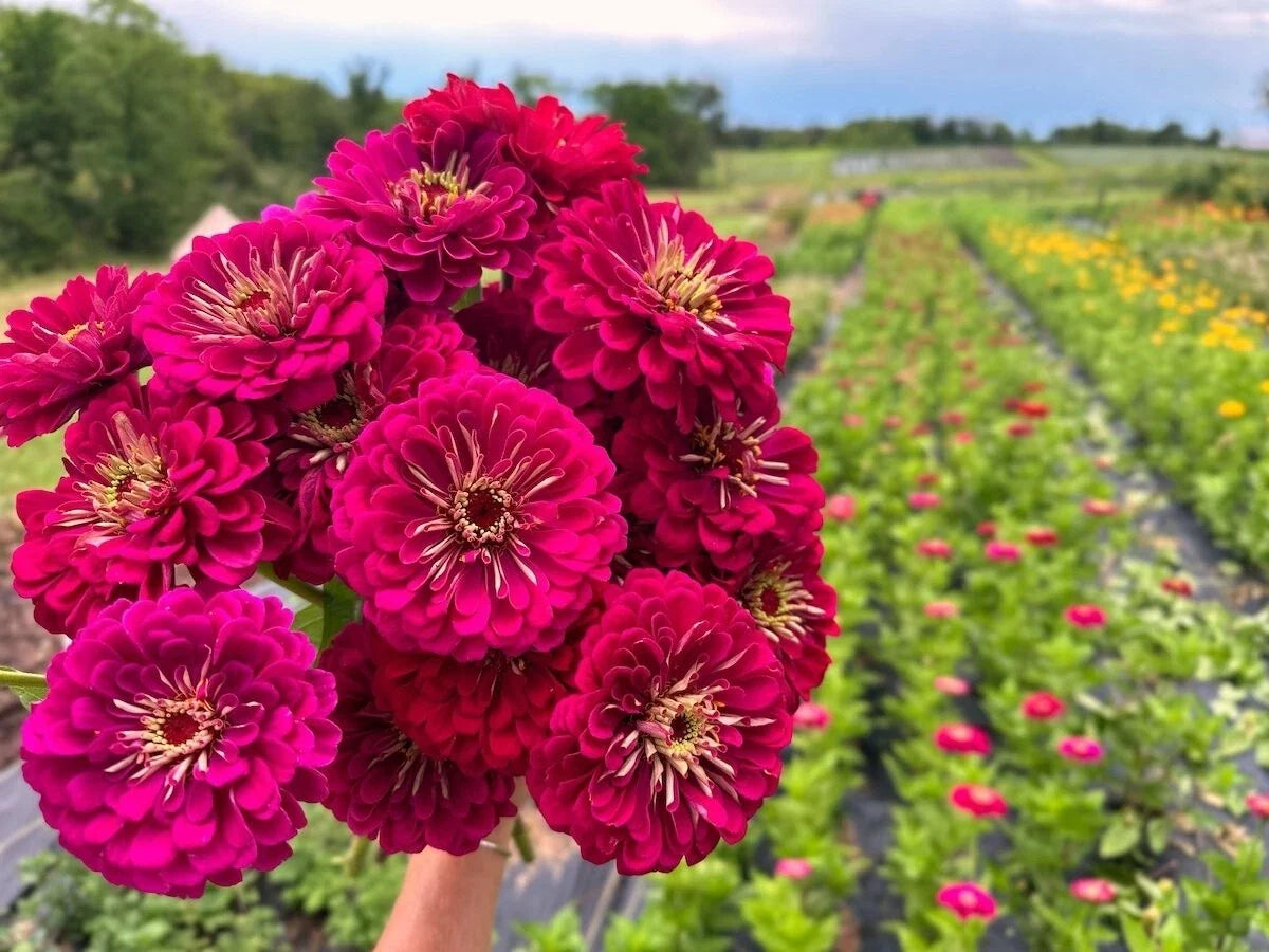 Benary Giant Wine Zinnia Seeds - 100+ Count, Vibrant Flowers, Zinnia elegans, Garden Planting, Butterfly Attractant, USA Quality