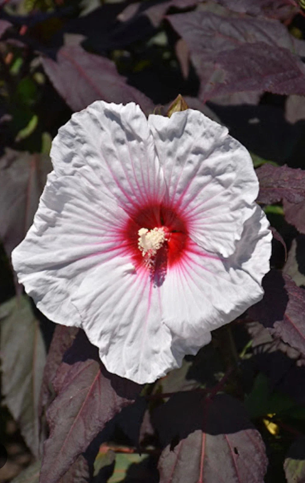 Mocha Moon Hibiscus Plant - Small Rooted Starter with 8-10 Inch Blooms - Hibiscus moscheutos - Perennial Garden Flower