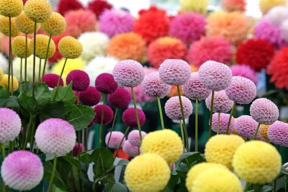 Dahlia Pom Pom Seeds - 100+ Mixed Color Flower Seeds for Planting - Dahlia pinnata