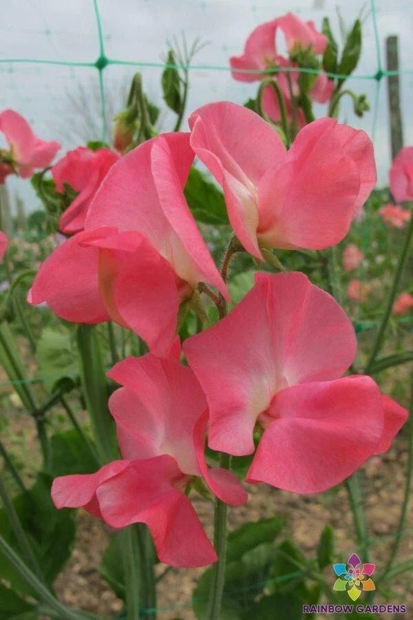 Dream Girl Sweet Pea Seeds - 50+ Heirloom Flower Seeds for Garden Climbing Vine, Fragrant Pink Lavender White Lathyrus odoratus