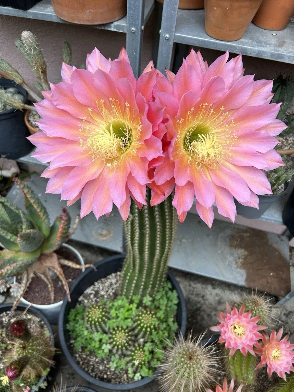 Echinopsis Hybrid Cactus Cutting – Flying Saucer Succulent, Indoor Plant, Drought-Resistant, Unique Shape, Easy Propagation