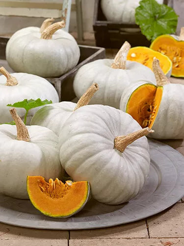 White Prince Pumpkin Seeds - Organic Cucurbita pepo Seeds for Planting