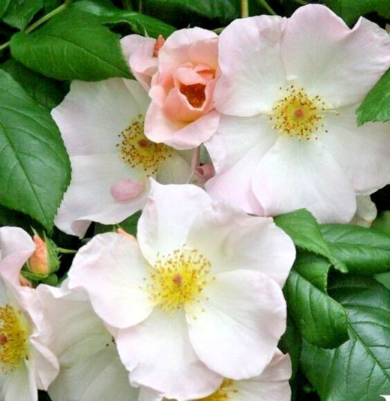 Rose Bush Live Plant 1-2 Ft Climbing Sally Holmes White Rose Rosa 'Sally Holmes'