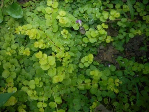 Bare Root Creeping Jenny Starter Plants, Golden Foliage, Lysimachia nummularia, Ground Cover, Erosion Control