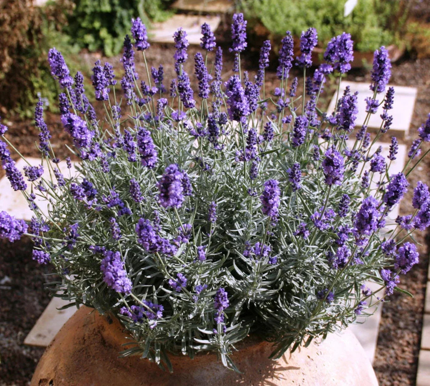 Lavender Plants 4 Plugs La Diva Vintage Violet Perennial Herb - Fragrant Purple Flowers, Zones 4-9
