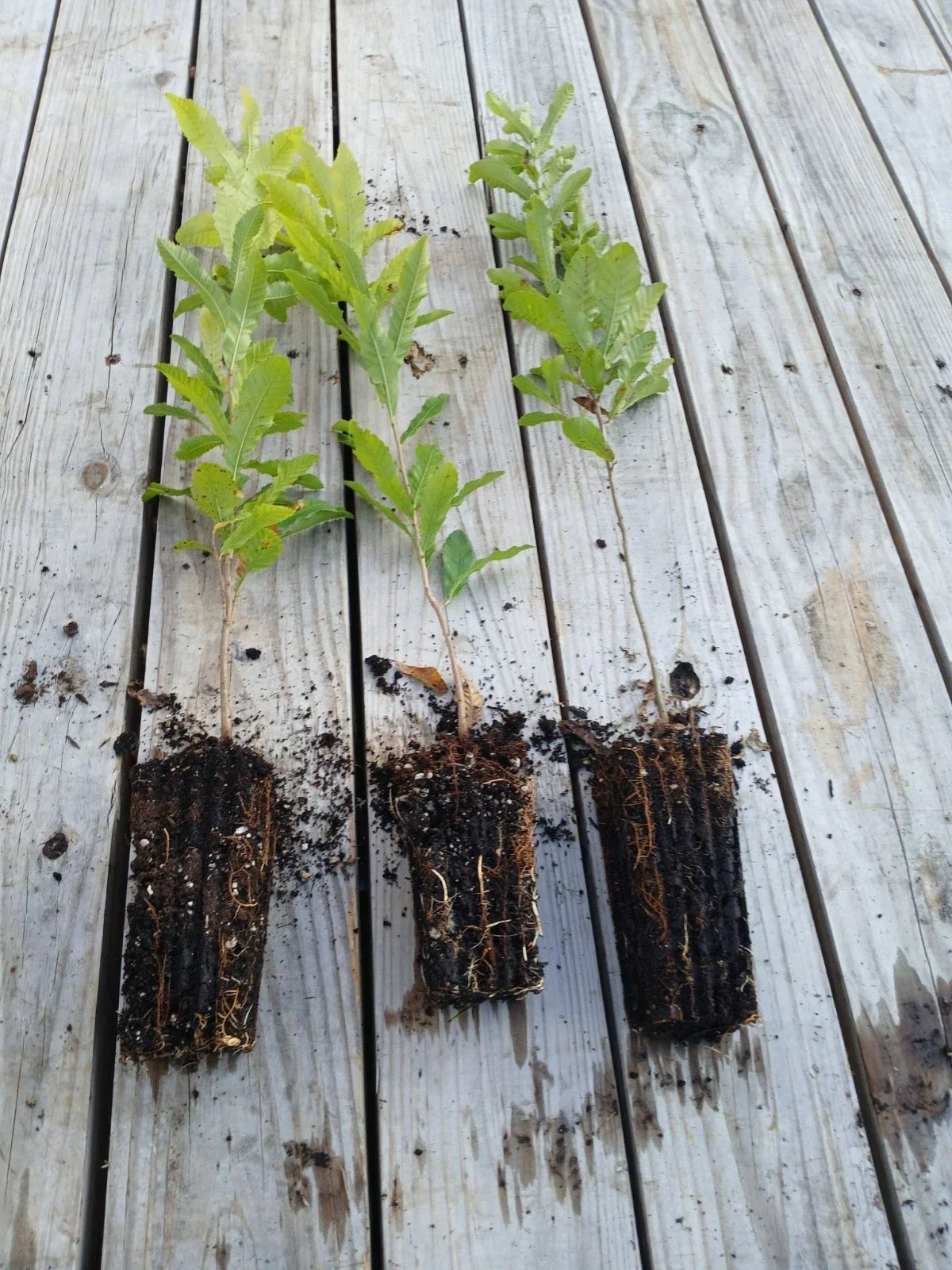 Sawtooth Oak Seedlings 3-Pack - Fast-Growing Quercus acutissima with Early Acorn Production