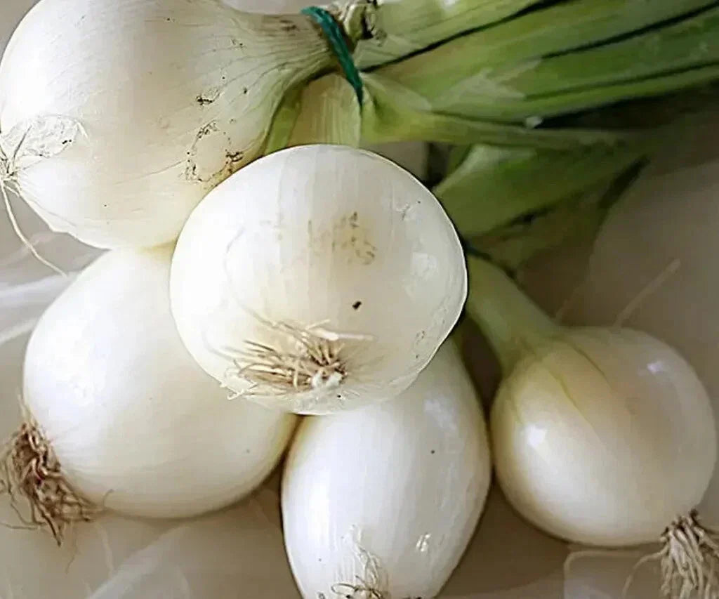 Crystal White Wax Onion Seeds - 500+ Count - Allium cepa - USA