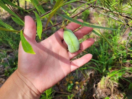 Narrowleaf Pawpaw Seed | Asimina longifolia | Florida Native Fruit Plant | Edible Landscape | Rare Fruit Seed