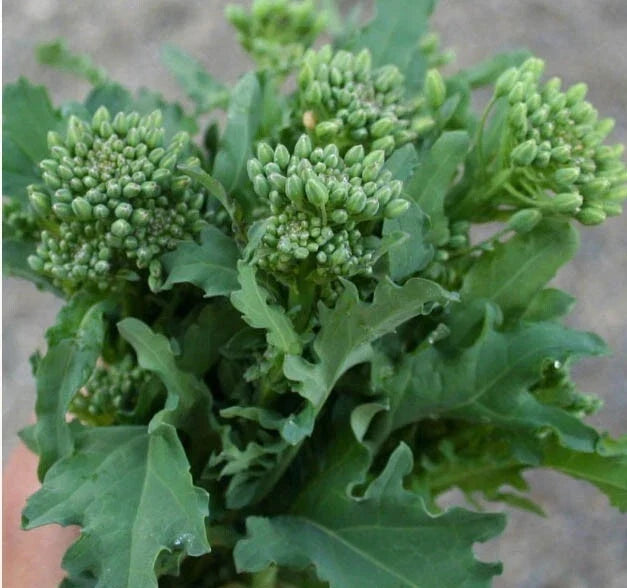 Broccoli Raab Seeds - 500 Non-GMO Italian Spring Rapini Microgreens - Cool Season Vegetable Seeds - Brassica rapa var. ruvo