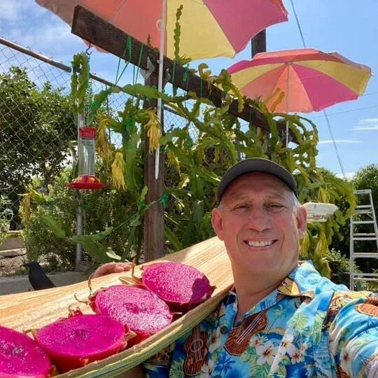 Self Pollinated Dragon Fruit Plant Pink Flesh - Hylocereus undatus Cactus for Home Gardens