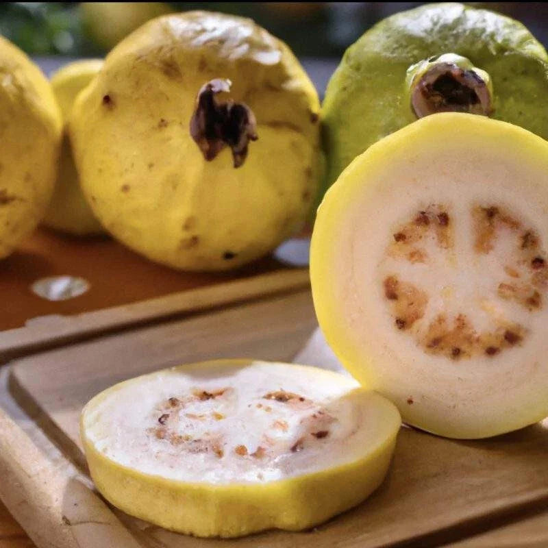 Mexican Cream Guava Seeds - Psidium guajava Tropical Fruit Tree for Garden Planting, 50+ Seeds, Full Sun, USA